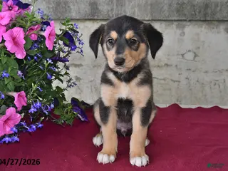 Goberian dogs for sale: Pepper - Ad 2