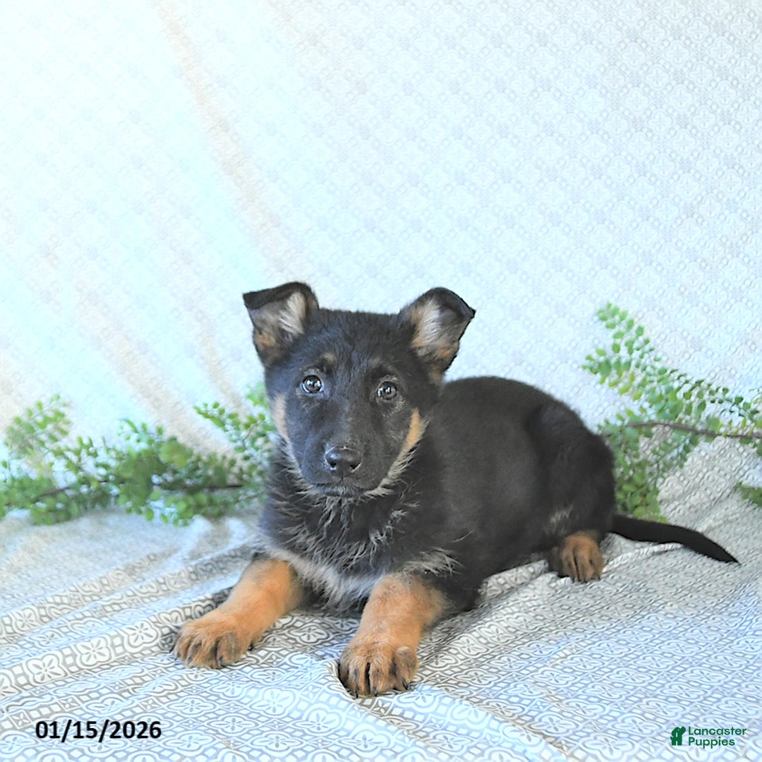 German Shepherd dogs for sale: Bailey - Ad 5