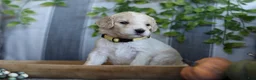 Goldendoodle dogs for sale: Lady - Ad 2