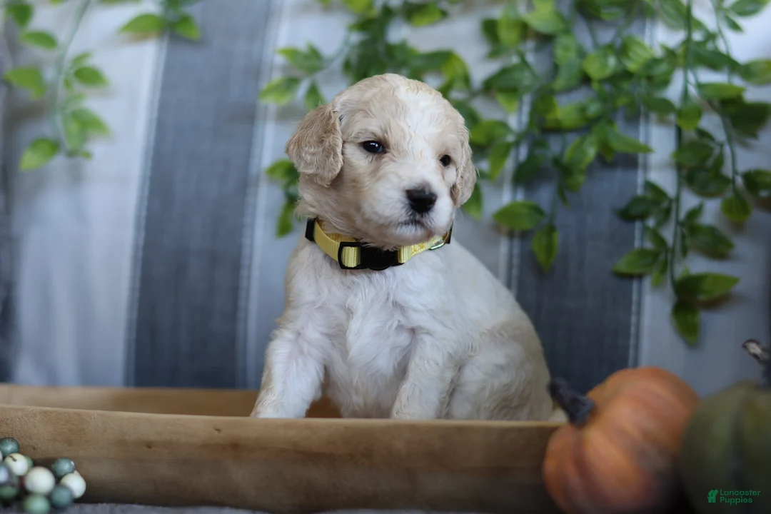 Goldendoodle dogs for sale: Lady - Ad 2