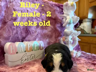 Bernese Mountain Dog dogs Riley - Ad 18
