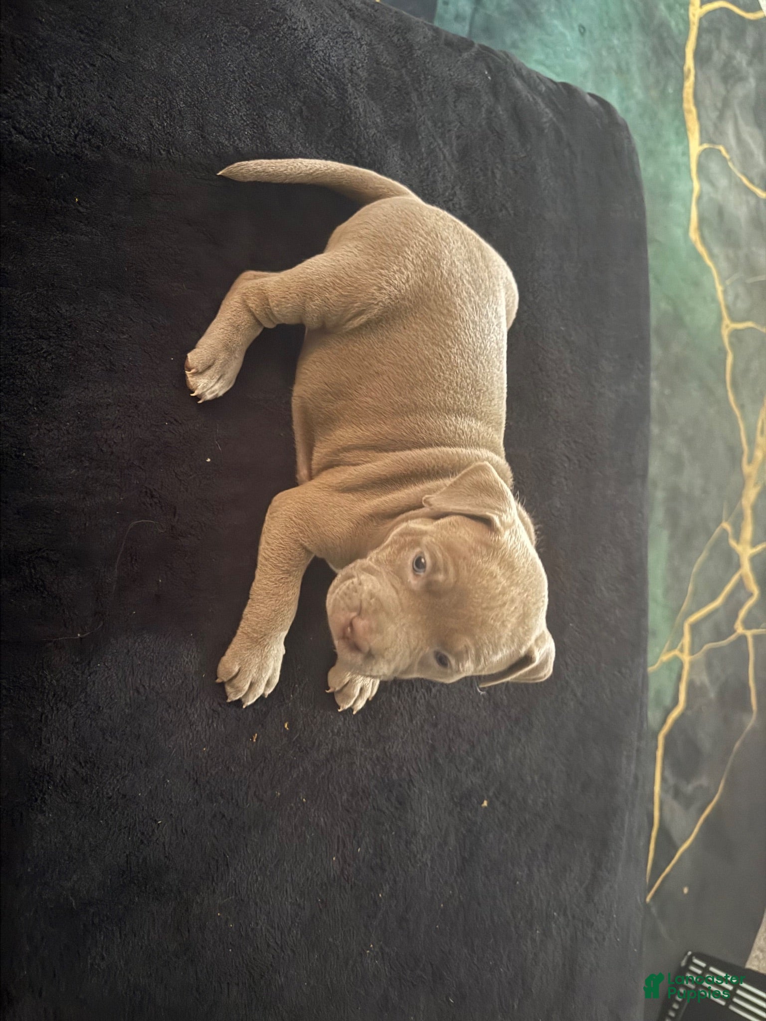 American Bully dogs American Bully 8 - Ad 18