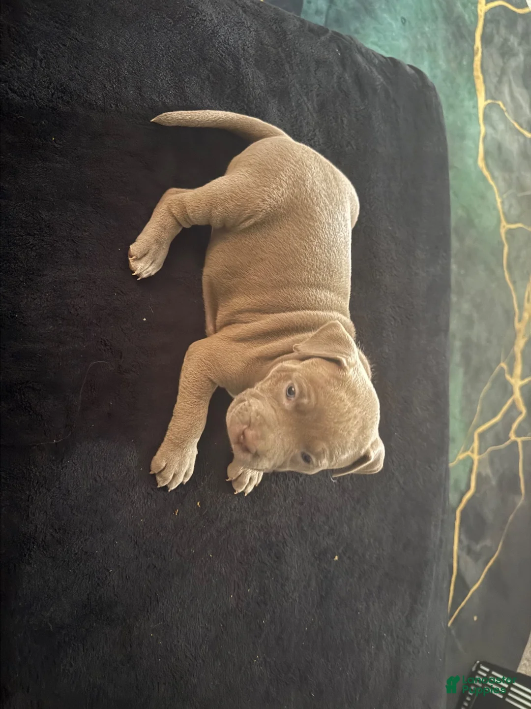 American Bully dogs for sale: American Bully 8 - Ad 1
