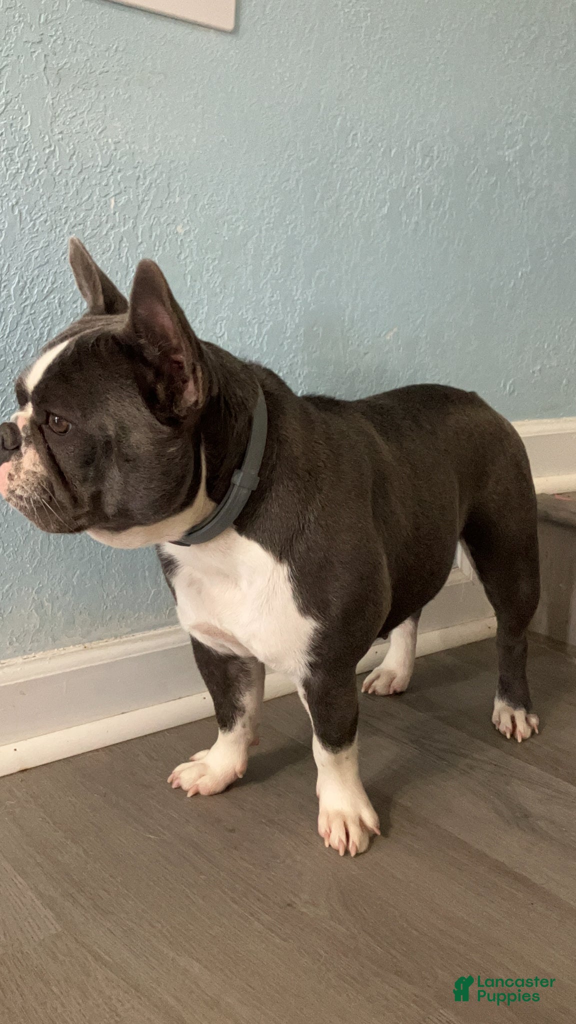 French Bulldog dogs Tipsy - Ad 2