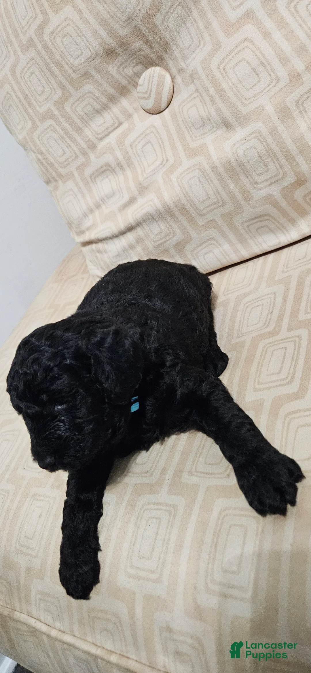 Miniature Poodle dogs for sale: Miniature Poodle 3 - Ad 2