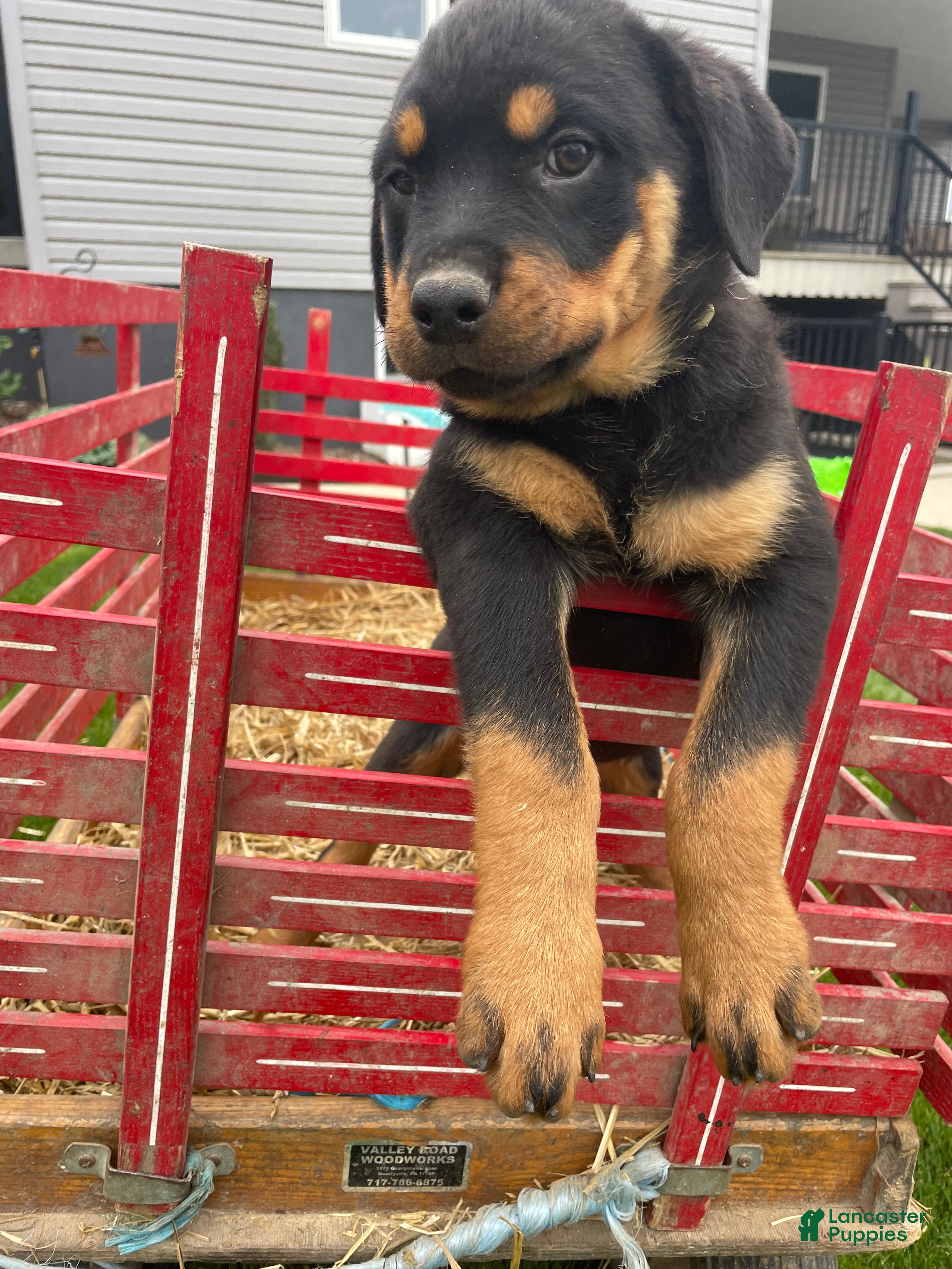Rottweiler dogs Bailey - Ad 24