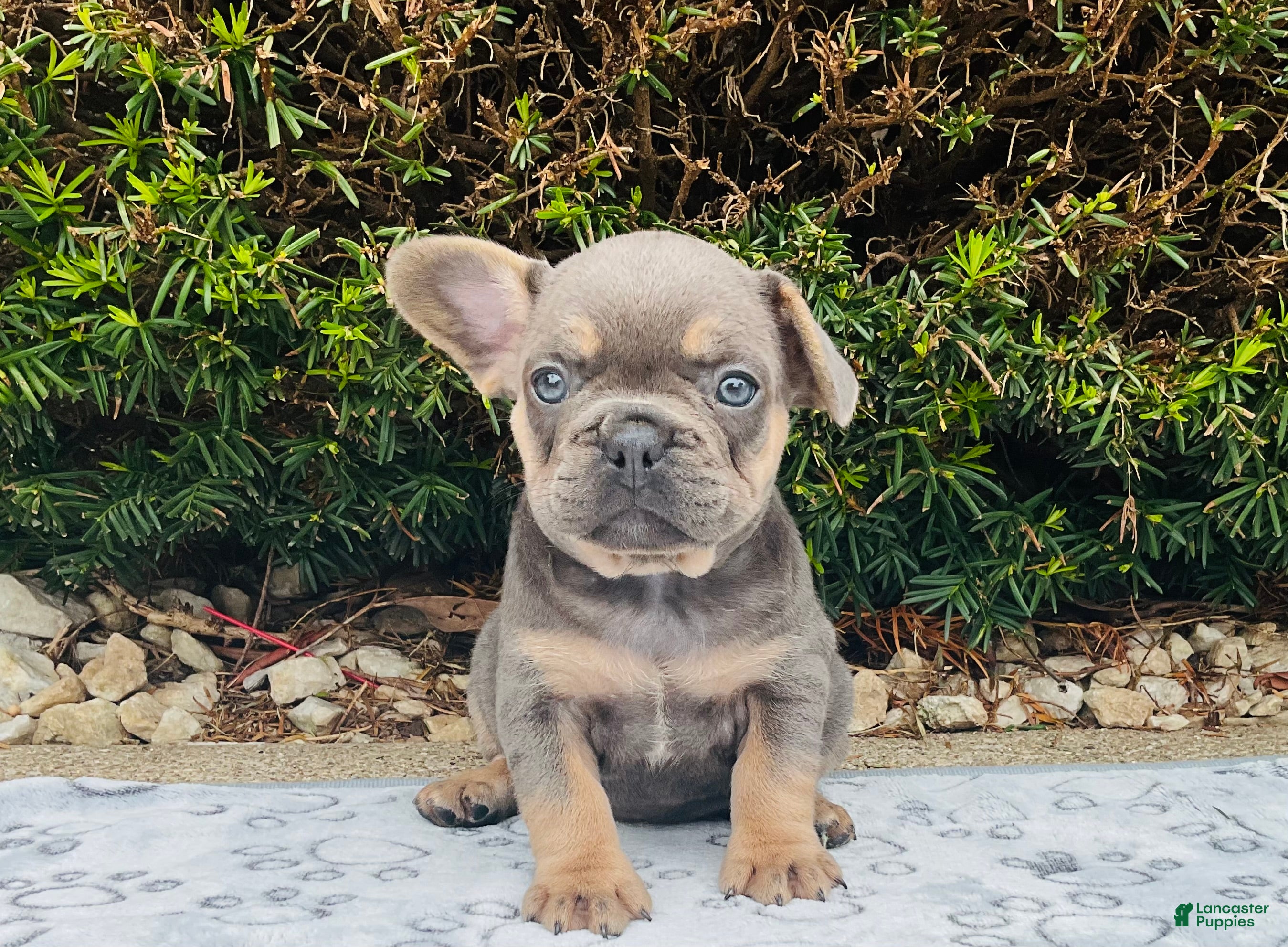 French Bulldog dogs Sadie - Ad 2