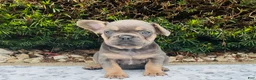 French Bulldog dogs for sale: Sadie - Ad 2