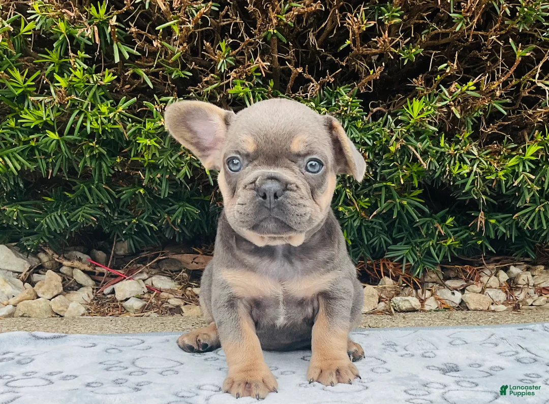 French Bulldog dogs for sale: Sadie - Ad 2