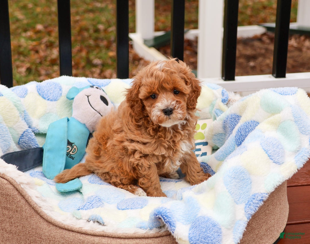Cavapoo dogs for sale: Caleb - Ad 1
