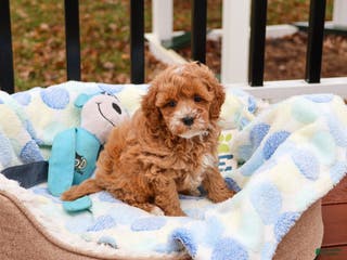 Cavapoo dogs for sale: Caleb - Ad 4