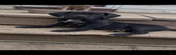 Cane Corso dogs for sale: Panther - Ad 3