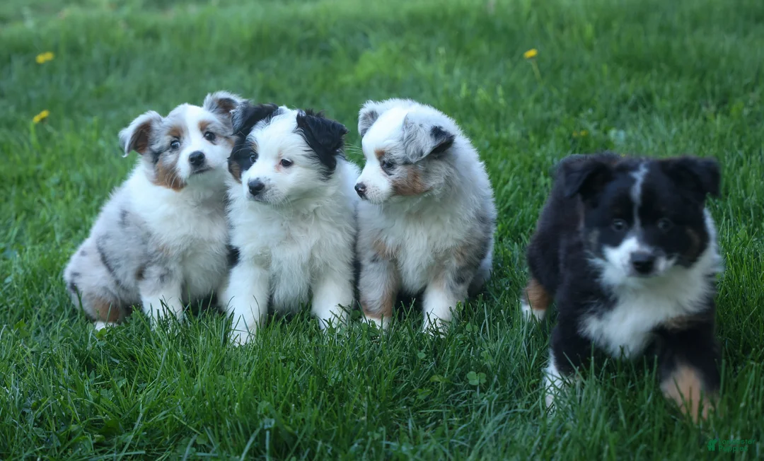Miniature Australian Shepherd dogs for sale: MAX - Ad 16