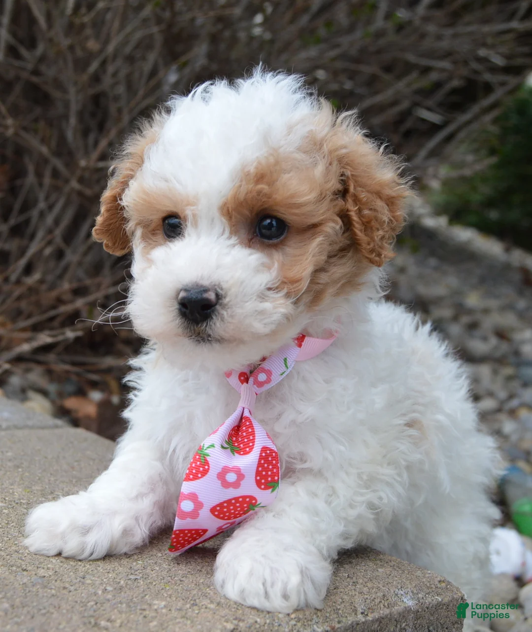 Miniature Poodle dogs for sale: Mini Parker - Ad 2