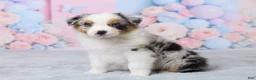 Australian Shepherd dogs for sale: Max - Ad 3