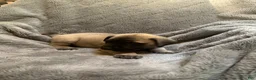 English Mastiff dogs for sale: English Mastiff Puppy 5 - Ad 11