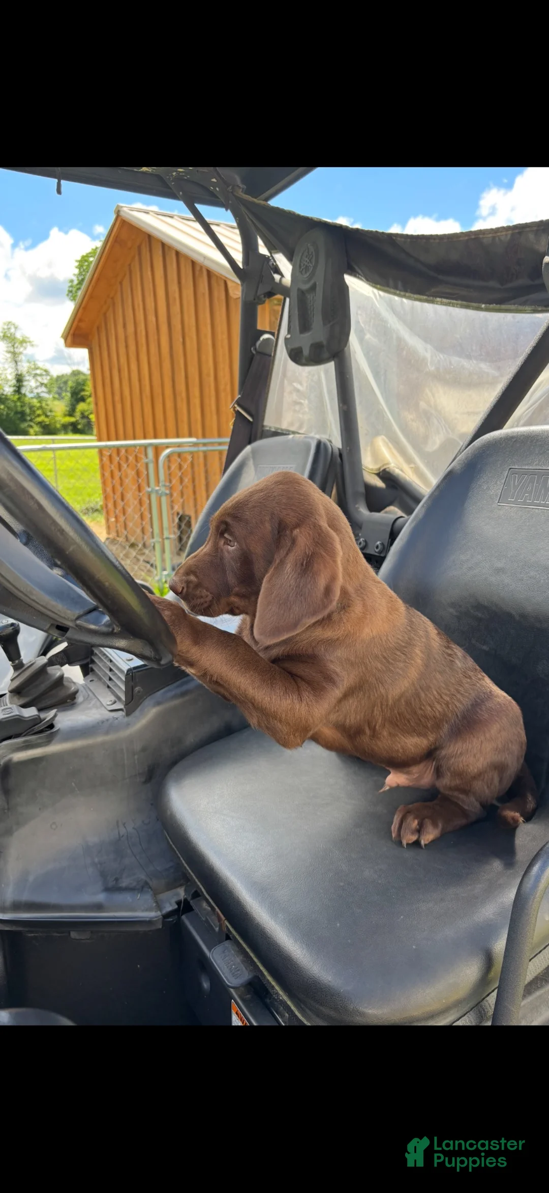 Labrador Retriever dogs for sale: Labrador Retriever 1 - Ad 11