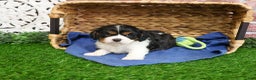 Cavalier King Charles Spaniel dogs for sale: Keeter - Ad 14