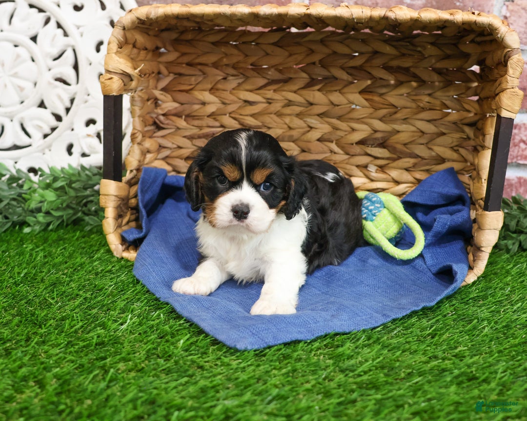 Cavalier King Charles Spaniel dogs for sale: Keeter - Ad 14