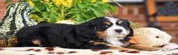 Miniature Bernese Mountain Dog dogs for sale: Lee - Ad 3
