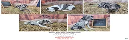 Catahoula Leopard Dog dogs for sale: Angel 2025 Female 1 - Ad 28