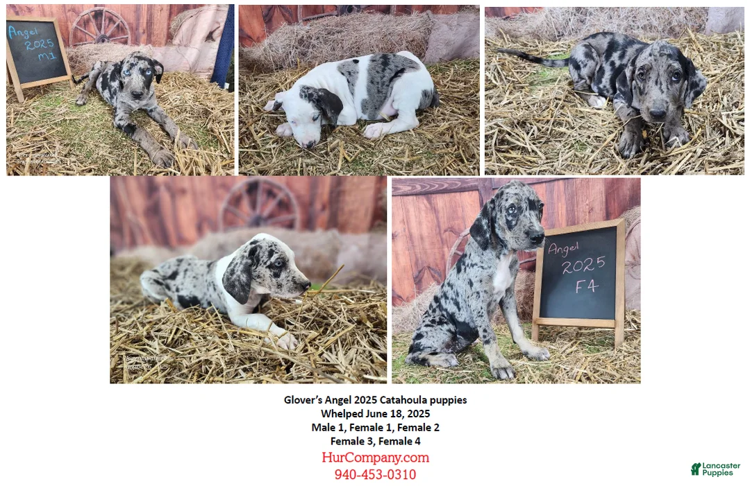 Catahoula Leopard Dog dogs for sale: Angel 2025 Female 1 - Ad 28