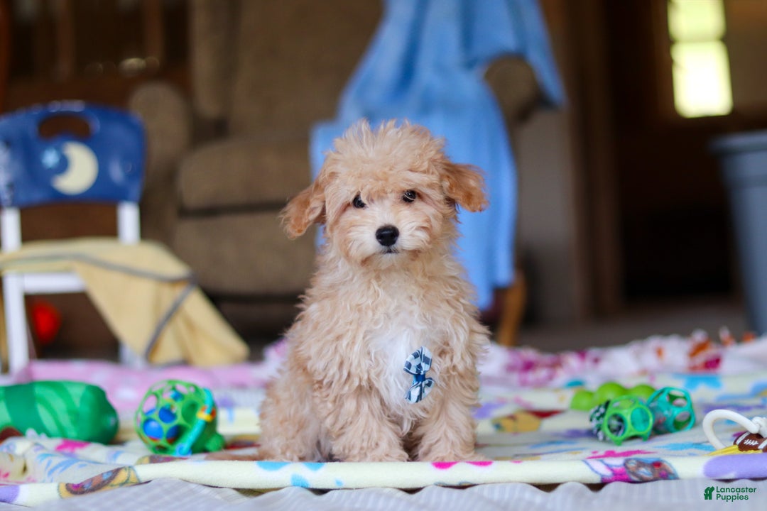 Havapoo dogs for sale: Max - Ad 4