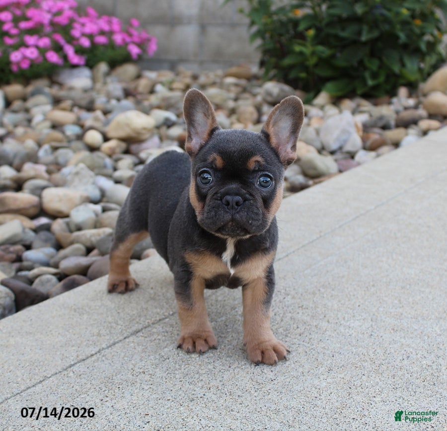 French Bulldog dogs Twinkle - Ad 1