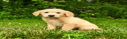 Golden Retriever dogs for sale: Milford - Ad 6