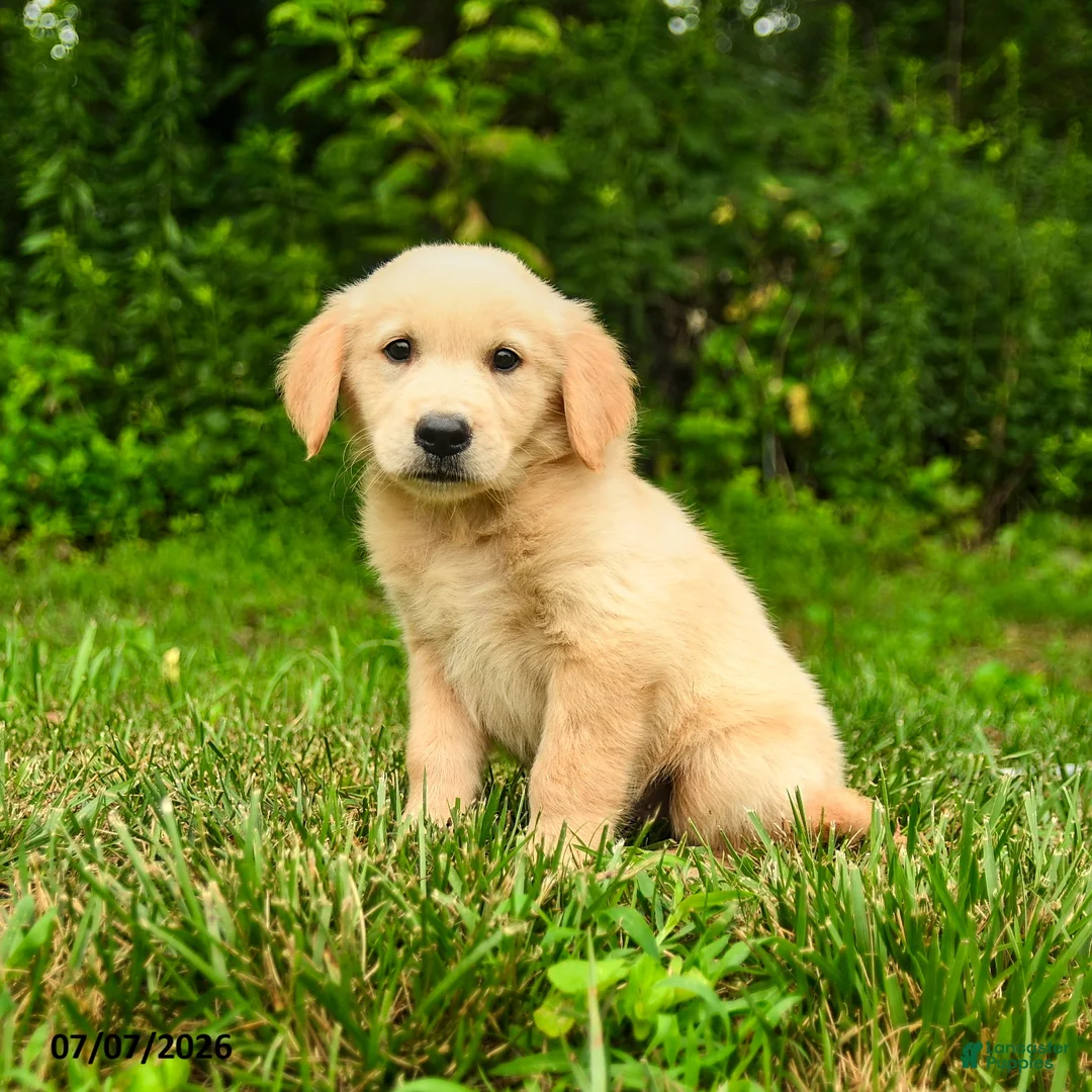 Golden Retriever dogs for sale: Milford - Ad 6