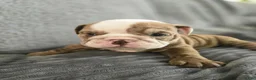 English Bulldog dogs for sale: Bella - Ad 3