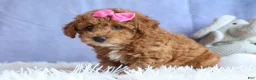 Miniature Poodle dogs for sale: ANGIE - Ad 9