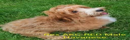 Havanese dogs for sale: Golden AKC Male  - Ad 3
