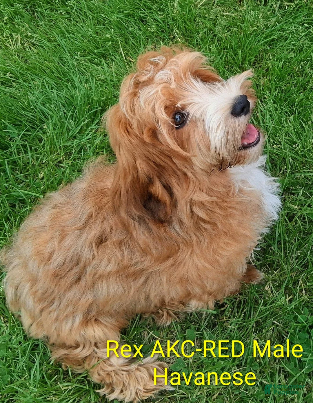 Havanese dogs for sale: Georgeous Dark Red Male  - Ad 2