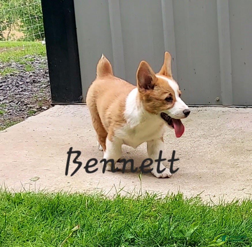 Welsh Corgi Pembroke dogs Bennett - Ad 1