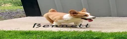Welsh Corgi Pembroke dogs for sale: Bennett - Ad 1