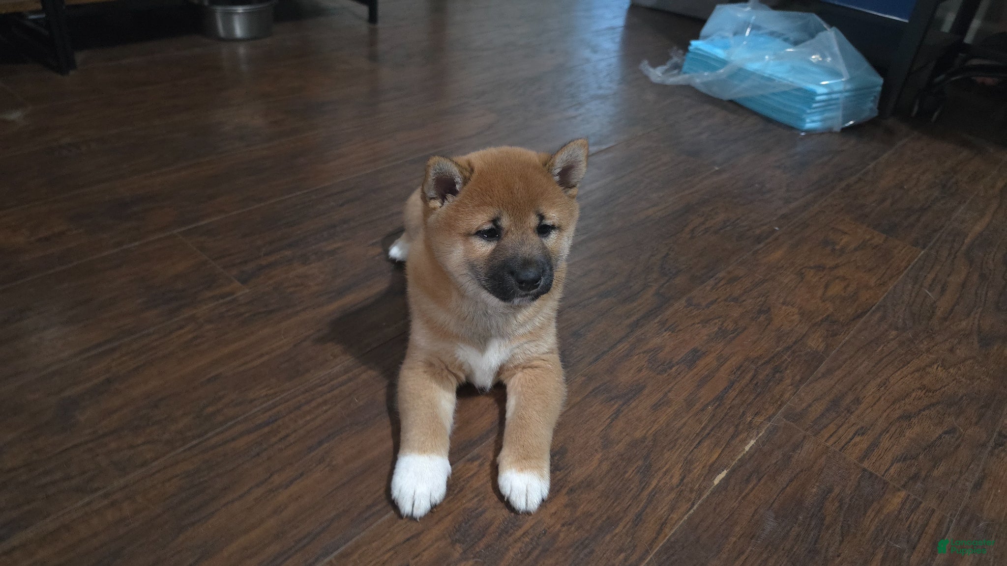 Shiba Inu dogs Shiba Inu Puppy 1 - Ad 2
