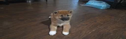 Shiba Inu dogs for sale: Shiba Inu Puppy 1 - Ad 2