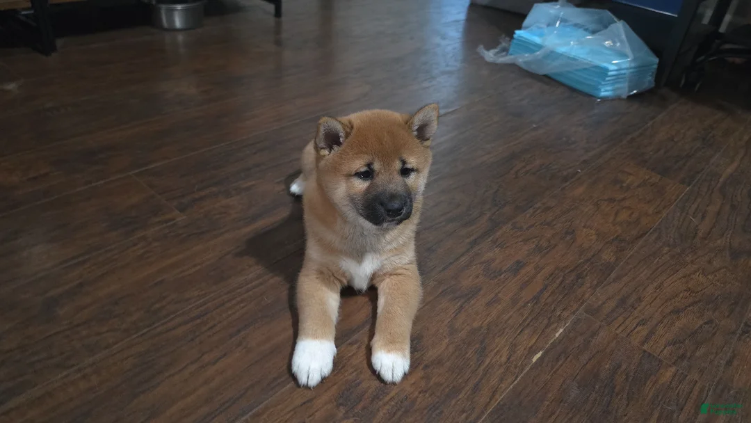 Shiba Inu dogs for sale: Shiba Inu Puppy 1 - Ad 2