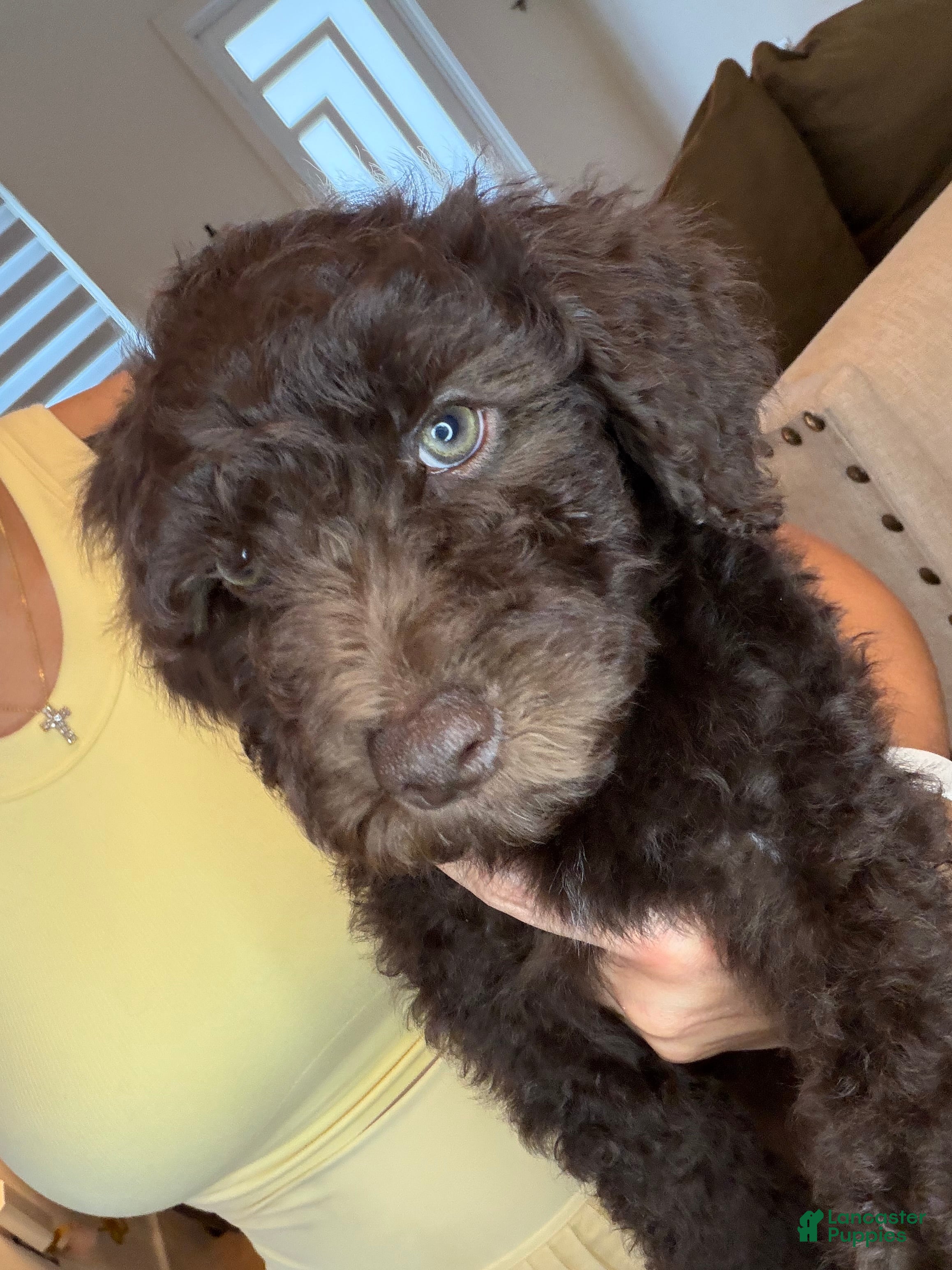 Goldendoodle dogs Goldendoodle Puppy 6 - Ad 1