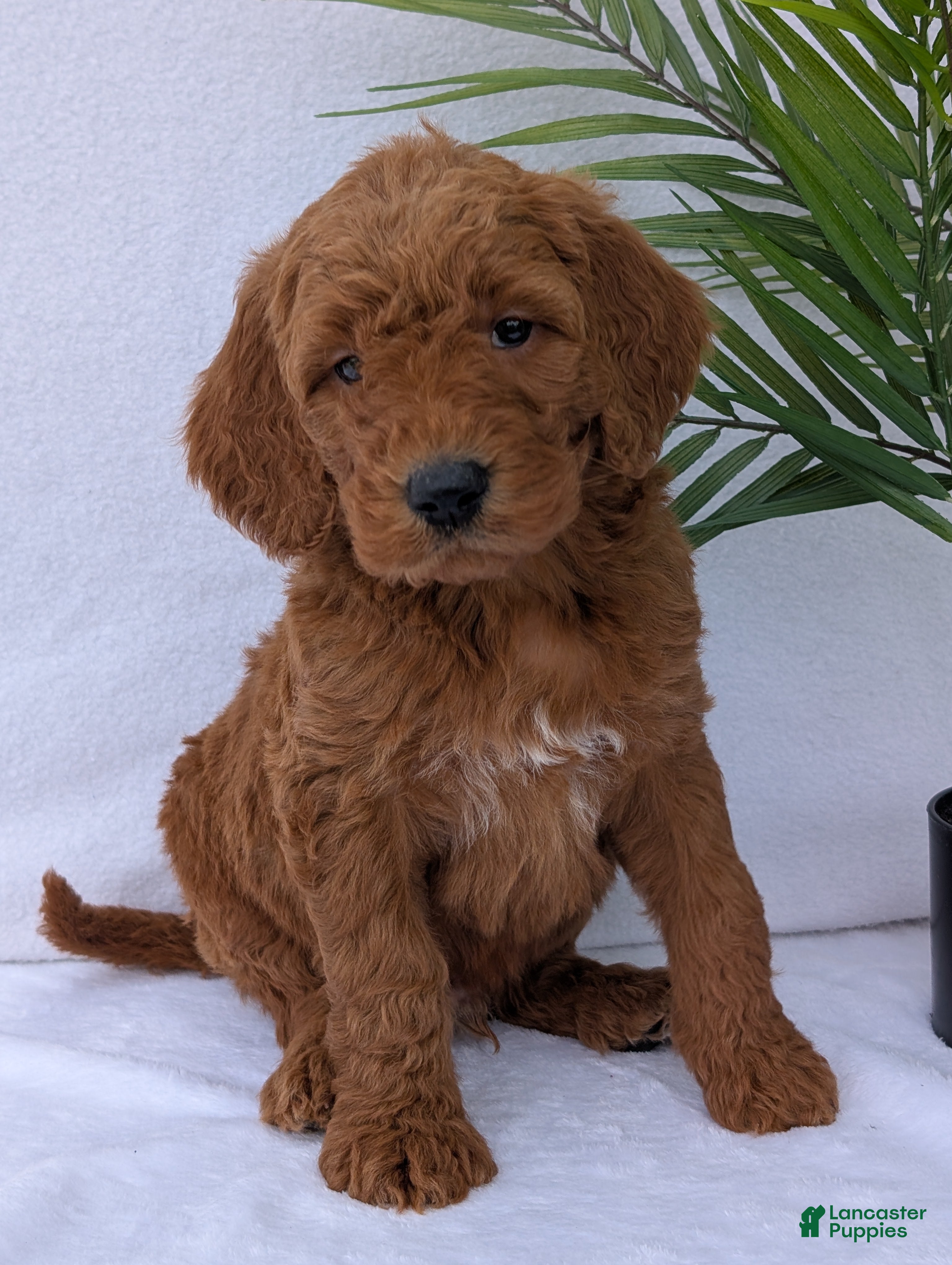 Goldendoodle dogs Parker - Ad 2