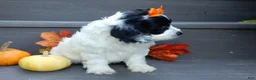 Cockapoo dogs for sale: Molly - Ad 4