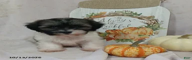 Lily