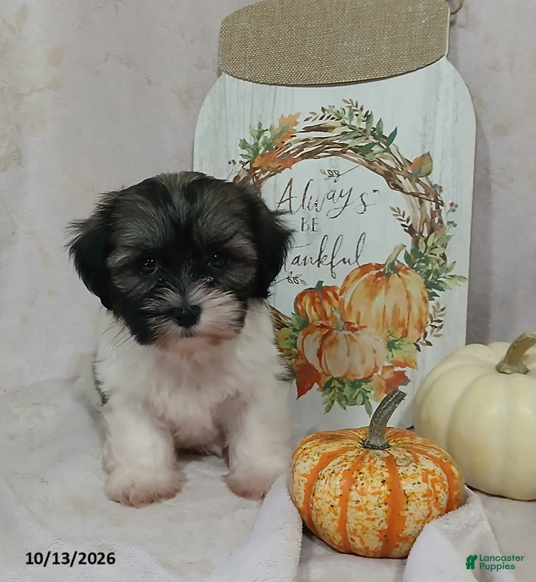 Teddy Bear dogs for sale: Lily - Ad 1