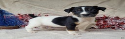 Jack Russell Terrier dogs for sale: FOSTER of Westfork - Ad 12