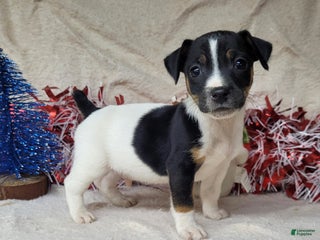 Jack Russell Terrier dogs FOSTER of Westfork - Ad 2