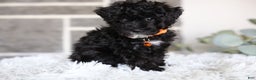 Miniature Poodle dogs for sale: Gracie  - Ad 8