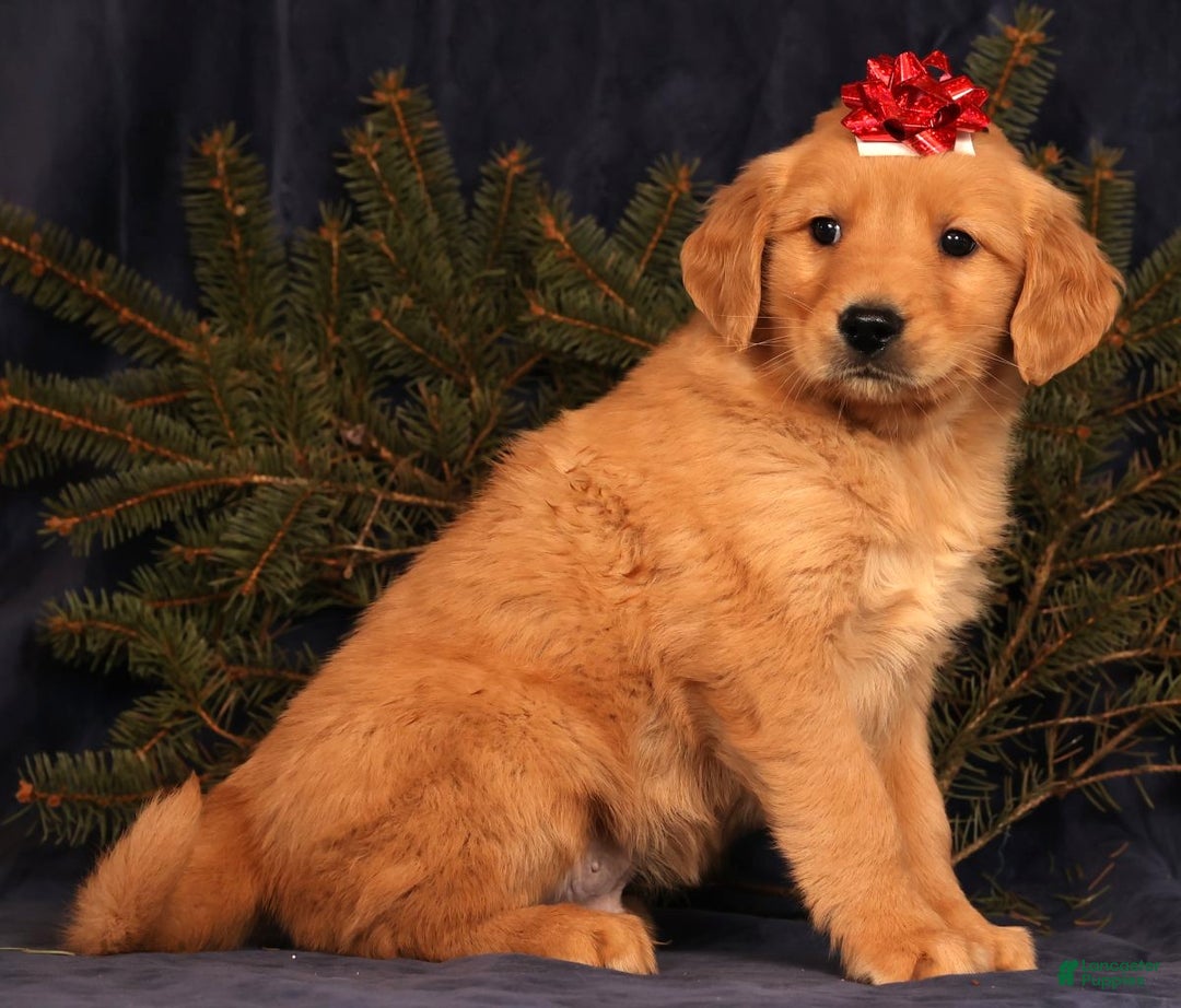 Golden Retriever dogs for sale: Duke - Ad 4