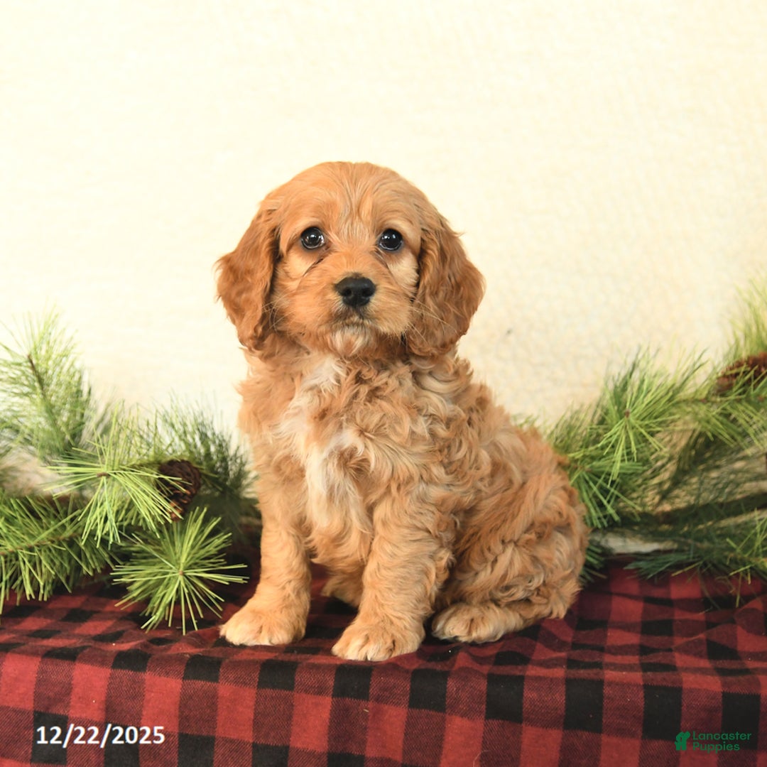 Cockapoo dogs for sale: Teddy - Ad 2