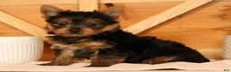 Yorkshire Terrier dogs for sale: Zane - Ad 8